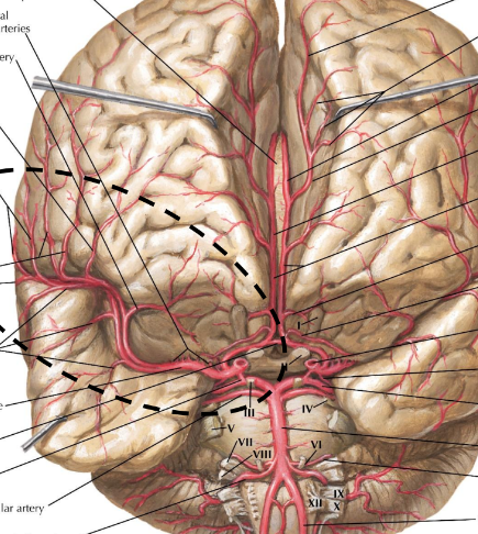 <p>What is the name of the circled artery?</p>