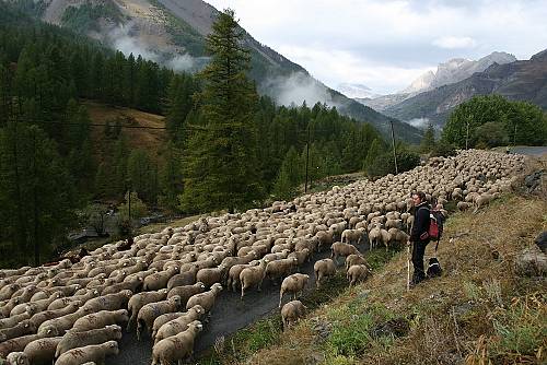 <p>Transhumance</p>