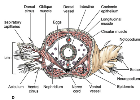 <p>respiratory organ, dorsal & ventral parts, used for crawling, swimming, anchoring</p>