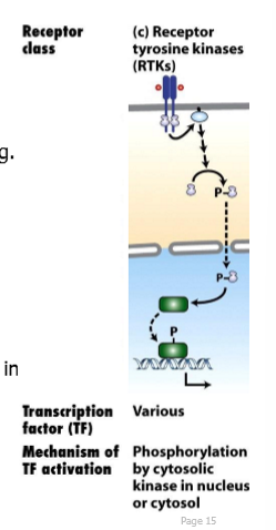 <p>receptor: receptor tyrosine kinases (RTKs) </p><p>signals: Ras/MAP kinase </p>