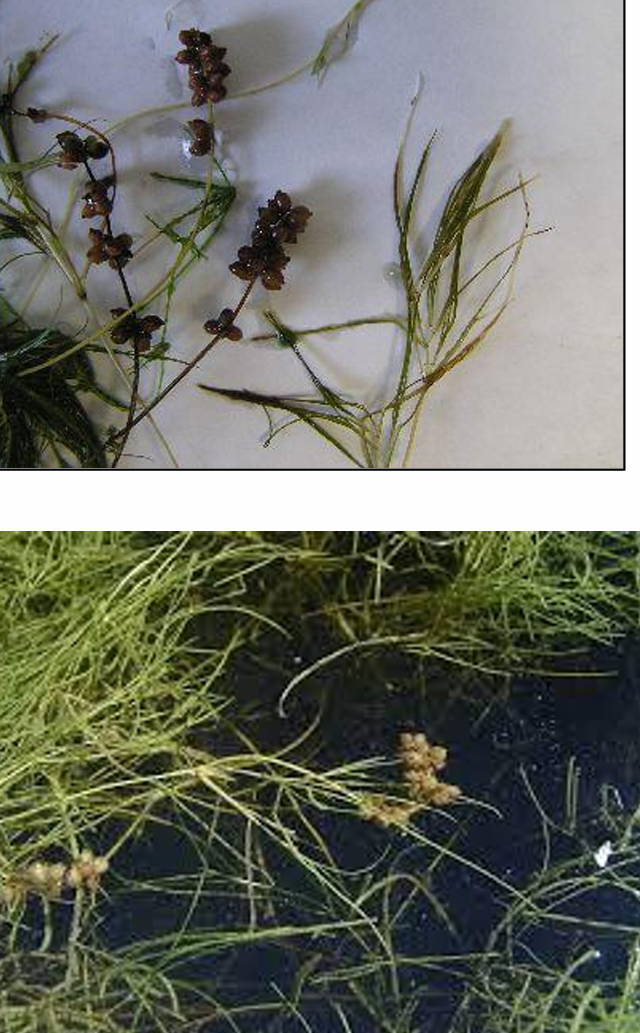 <p><em>Stuckenia pectinata </em>(Potamogetonaceae)→ <strong>sago pondweed</strong></p><p>• Fruit is nut-like 1/8 to ¼ in. long and approximately 1/8 in. wide </p><p>• Plant regrows each year from thickly matted rhizomes </p><p>• Flowering reproductive stalk is the only part of plant above the water</p>
