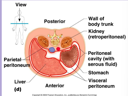 <p>The peritoneal cavity encloses most of the visceral organs of the abdominopelvic cavity</p><p>■ However, some organs are retro-peritoneal, that is behind the peritoneum (e.g.</p><p>kidneys)</p>