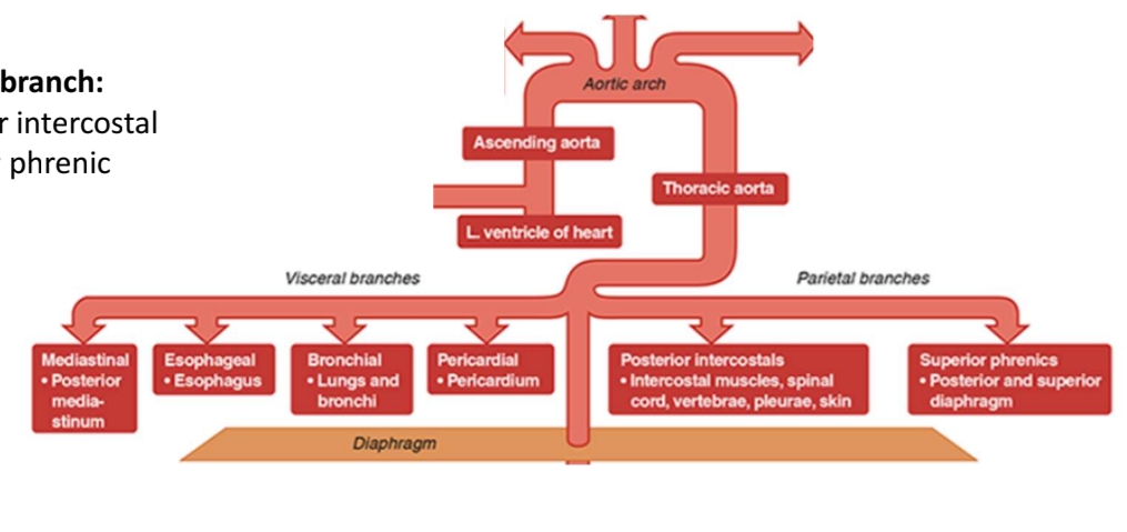 <p>The common carotid arteries branch into the following:</p><p>External carotid (which branches to: superficial temporal , maxillary , occipital, facial, lingual, superior thyroid)</p><p>Internal carotid (which branches to: ophthalmic , middle cerebral , and becomes anterior cerebral which is part of the Circle of Willis which includes communicating arteries and branches of the vertebral arteries from the subclavian artery)</p>