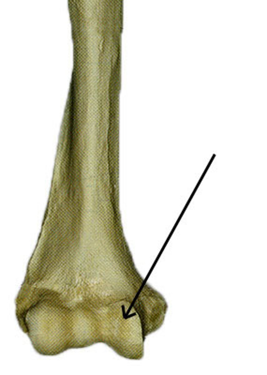 <p>identify</p>