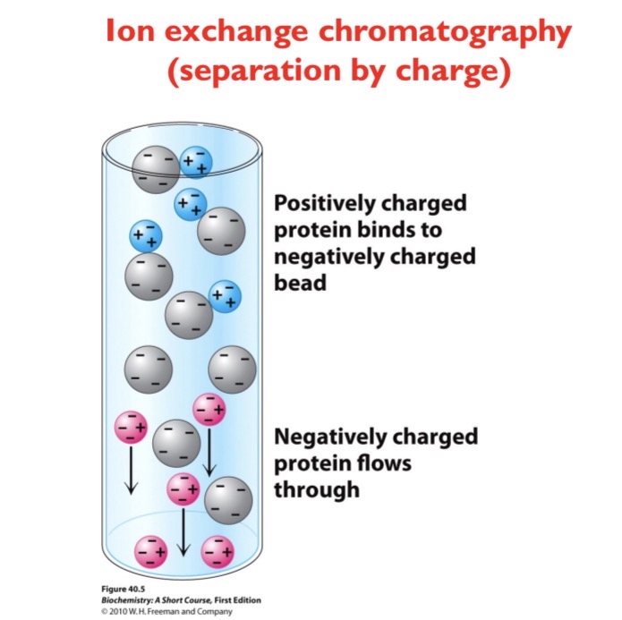 <p>Separation by charge. A positively charged protein will bind to a negatively charged bead while a negatively charged protein will flow through</p>