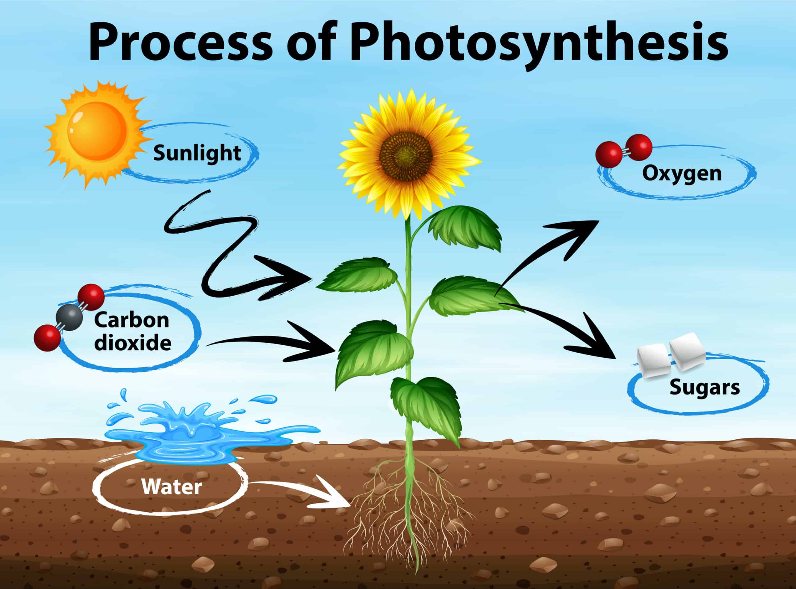  6 CO2 + 6 H2O + light --> C6H12O6 + 6 O2