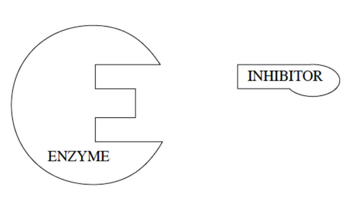 <p>An <strong>enzyme inhibitor</strong> is any substance which <strong>decreases</strong> the <strong>rate</strong> of an enzyme catalysed reaction or <strong>stops</strong> it.</p><p>Enzyme inhibitors are either <strong>competitive inhibitors</strong> or <strong>non- competitive inhibitors.</strong></p>