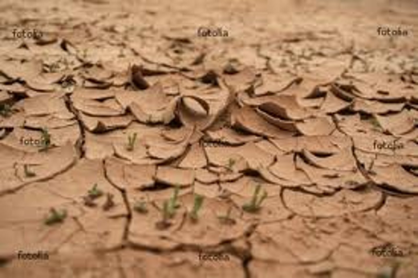 <p>arid climate</p>