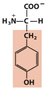 <p>Aromatic</p>