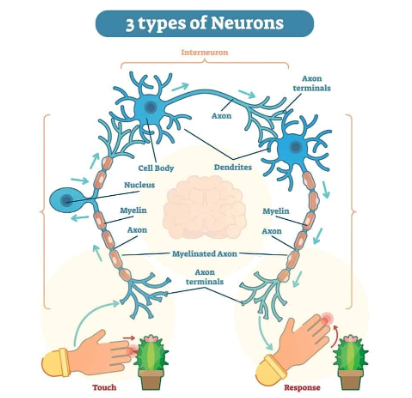 <p>Live in the brain and spinal cord and communicate with them.</p>