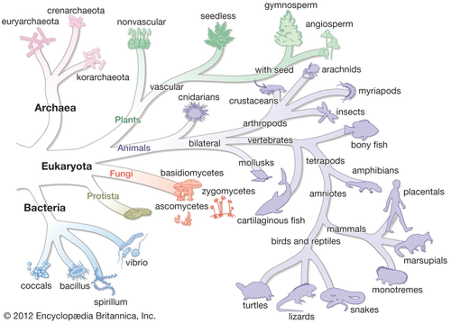 <p>New data about organisms were <strong>collected, analysed and peer reviewed.</strong></p><p>New discoveries such as genotype determination lead to better clarification.</p><p></p><p>Eventually, <strong>phylogeny</strong> (evolutionary history) and <strong>molecular phylogeny</strong> (DNA/protein history comparison) proved itself as evidence supporting the case for 3 domains of life.</p><p><strong>Prokaryota, Archaea and Eukaryota</strong></p><p>Eukaryotes: Plants, animals fungi</p><p>Prokaryotes: bacteria, protozoa</p>