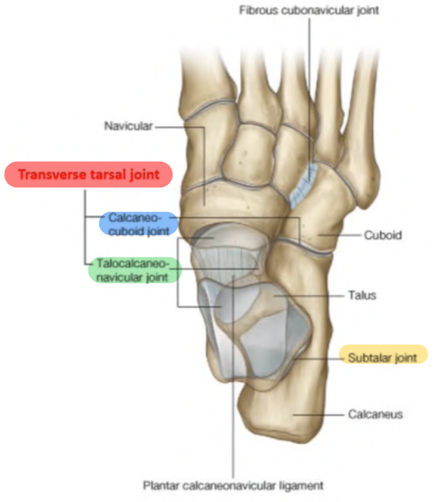 <p>ARTICOLAZIONE SUBTALARE:</p><ul><li><p>Articolazione sinoviale piana (artrodia) → tra TALO e CALCAGNO sottostante</p></li><li><p>Tra i due, nel seno del tarso, abbiamo il legamento interosseo talocalcaneare a stabilizzare</p></li></ul><p>ARTICOLAZIONE TALOCALCANEONAVICOLARE:</p><ul><li><p>Tra testa del Talo e sporgenza del Calcagno (sustentaculum tali) (artrodia)</p></li><li><p>Tra testa del Talo e Navicolare (enartrosi)</p></li><li><p>Entrambe condividono la stessa cavità articolare</p></li></ul><p>ARTICOLAZIONE TRASVERSA DEL TARSO:</p><ul><li><p>Indica due articolazioni distinte, cioè con propria cavità articolare</p></li><li><p>Indica l’articolazione talocalcaneonavicolare che è allineata all’articolazione calcaneocuboidea tra calcagno e cuboide (artrodia)</p></li><li><p>Le linea delimitata da queste articolazioni è quella usata per l’amputazione del piede quando necessario</p></li></ul><p>Queste articolazioni (soprattutto subtalare) permettono i movimenti di:</p><ul><li><p>Inversione → pianta guarda medialmente</p></li><li><p>Eversione → pianta guarda lateralmente</p></li></ul><p></p>