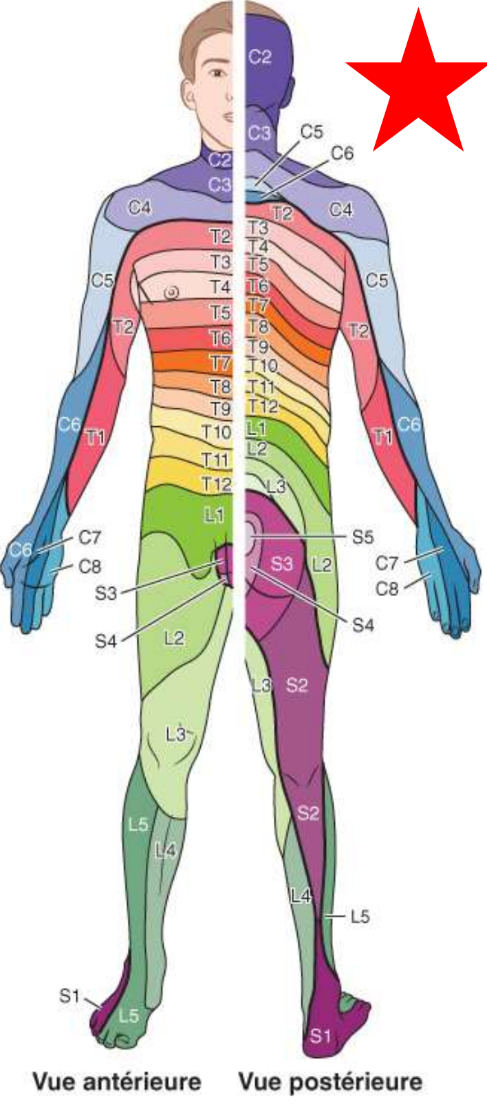 <p>Nom des nerfs sensitifs selon le niveau où ils entrent de la moelle épinière. Région innervée par ce nerf sensitif</p>
