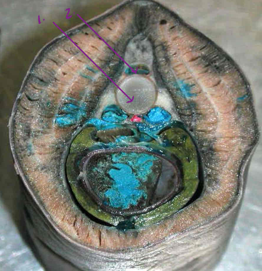 term image
