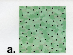 <p>-individuals are evenly spaced -individuals compete w/ one another for space or resources -orchard, penguins</p>