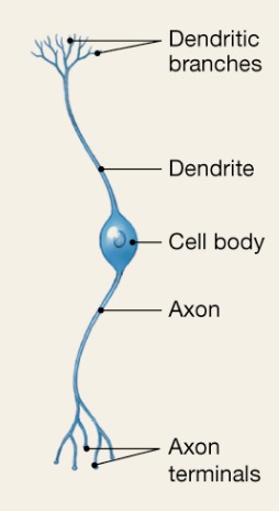 <p>2 processes (axon and dendrite) Special sensory</p>