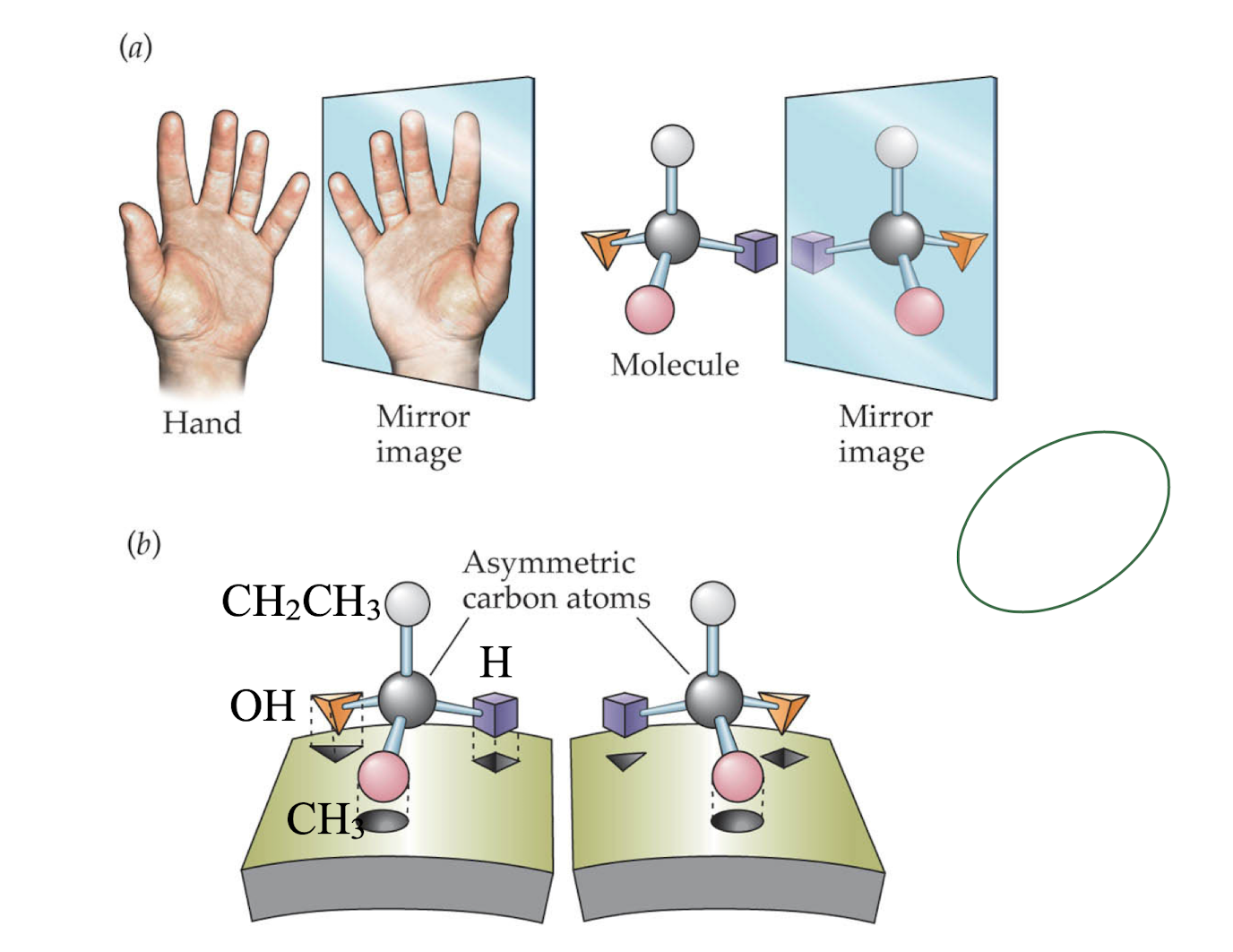 a group is attached in different ways to the same carbon atom. The optical isomer is the mirror image of the first molecule. THESE ARE STILL NOT THE SAME MOLECULE, THE COVALENT BONDS ARE DIFFERENT
