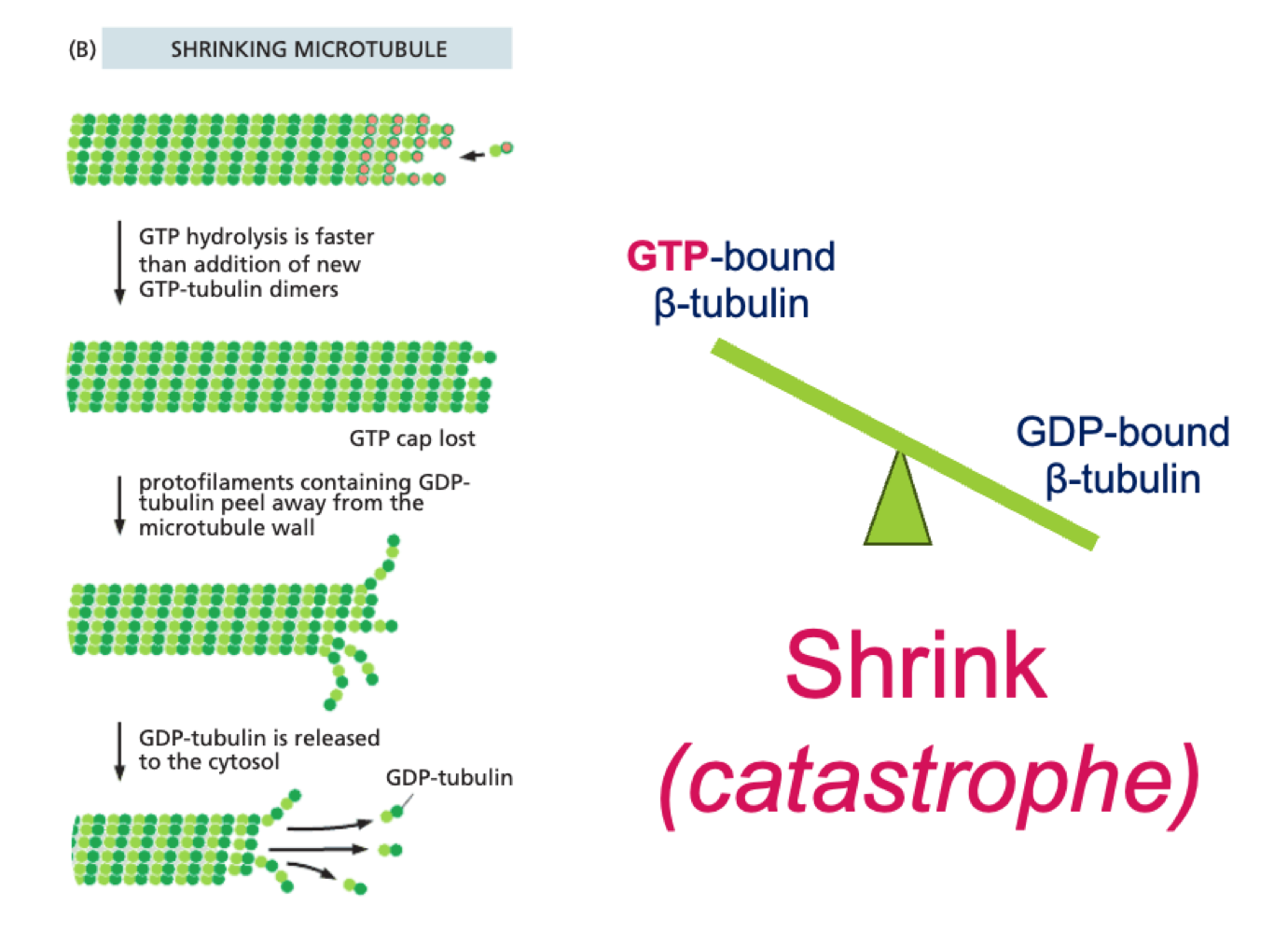 <p>GTP bound β tubulin is hydrolysed, GDP bound β tubulin makes MT unstable and leads to self-unpeeling - catastophe</p>