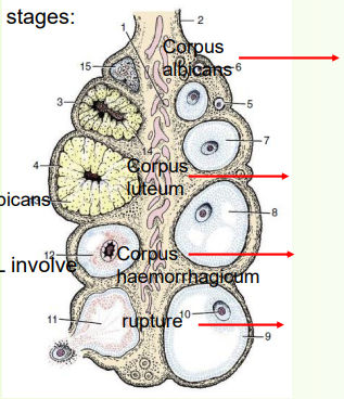 <p>follicle production</p>