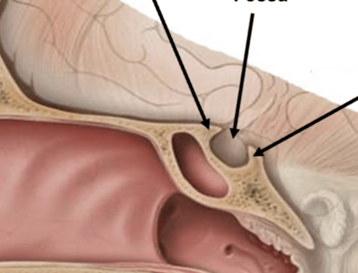 <p>1st/top- Tuberculum Sellae</p><p>Middle- Hypophysial Fossa</p><p>Bottom/3rd- Dorsum Sellae</p>