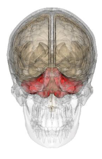 <p>Cerebellum:</p><ul><li><p>___ info from the ___, ___ ___, and ___ receptors for ___ ___ ___ and ___</p></li></ul><p></p>