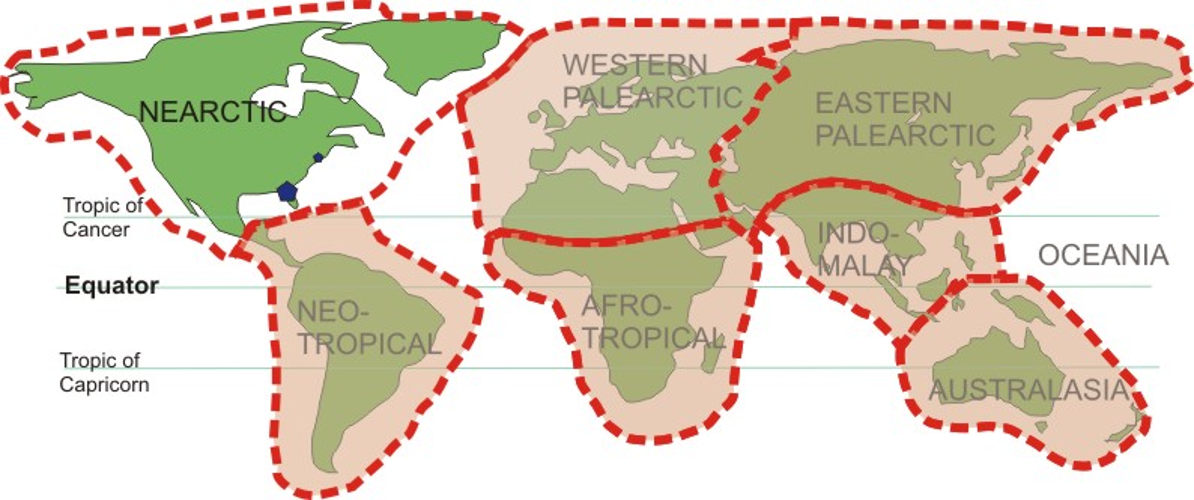 - Nearctic
- Palaearctic
- Neotropical
- Afrotropic
- Indomalayan
- Australasia
- Oceanian
- Antarctic