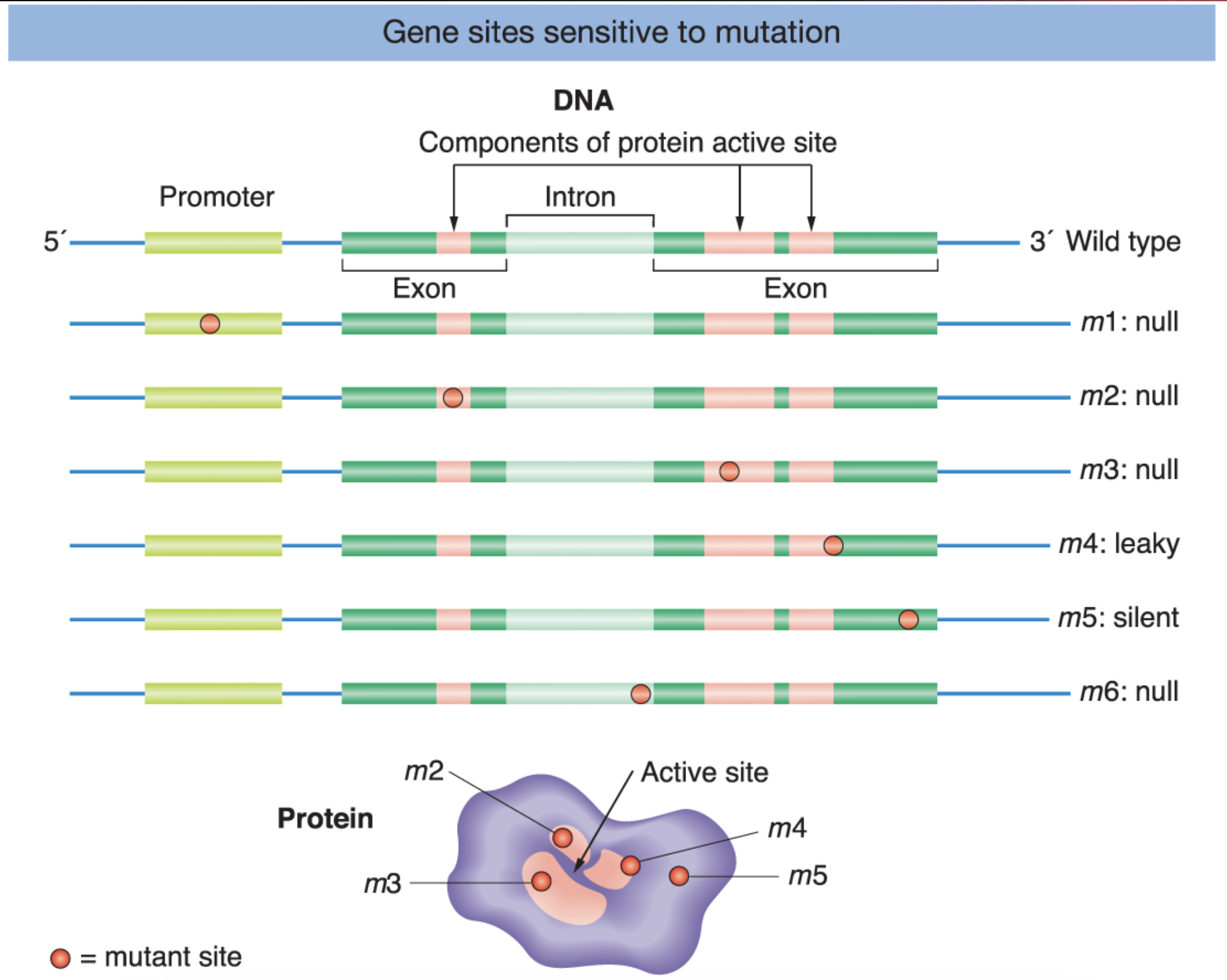 * null alleles - the proteins encoded by them completely lack function
* leaky mutations - reduce the level of enzyme function; some wild-type function seems to “leak” into the mutant phenotype
* silent mutations - functionally wild type, DNA sequencing often detects changes within a gene that have no functional impact at all