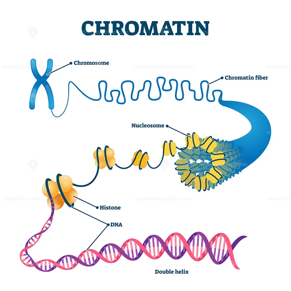 <p>translates to “coloured matter”. strands of genetic material (DNA) that are unraveled into long thin strands (accessible DNA) during interphase. Found during the resting phases of the cell’s life cycle or when the cell isn’t actively dividing. For most of a cell’s life cycle, its genetic material appears as a mass of long, intertwined strands: known as chromatin. As the genetic material is reorganized during the processes of cellular division, the threads of chromatin condense and become visible under a light microscope as distinct chromosomes. The constricted (pinched-in) region in the condensed chromosome is a specialized region called a centromere, and it holds the two chromatids together making up a chromosome. The number of chromosomes from the cells of each species contains vary from species to species. Humans are made up of 46 chromosomes. </p>