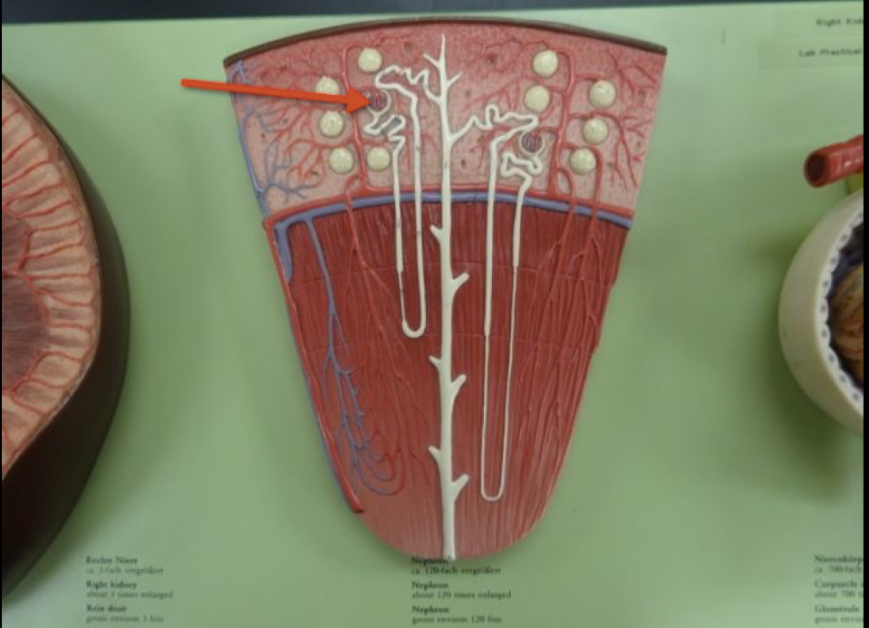 <p>Name the whole structure </p>