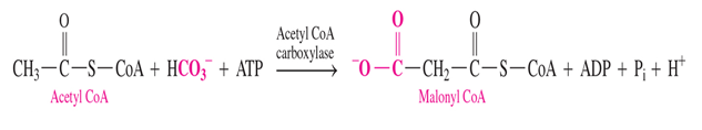 <p>acetyl coa + bicarbonate —&gt; malonyl CoA </p><p>- uses 1 ATP </p>