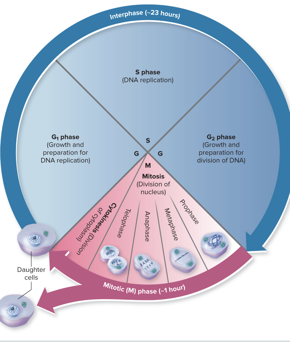 <p>The cell cycle </p>