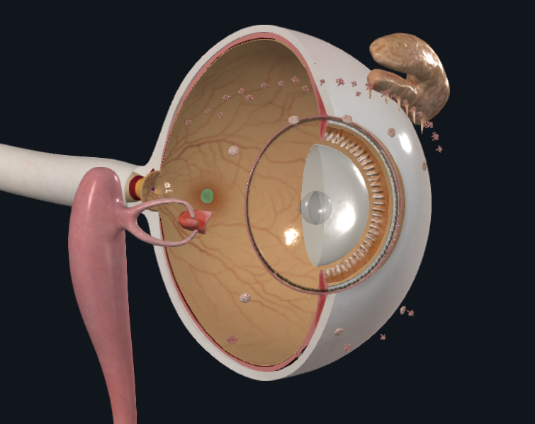 <p>What is highlighted in green</p>