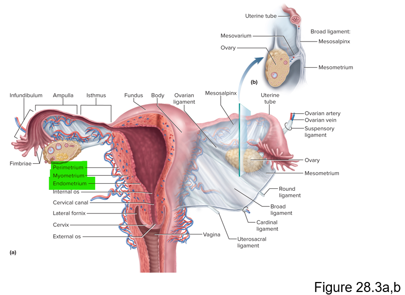 <p>Perimetrium, myometrium and endometrium </p>