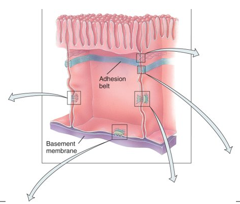 <p>point of contact between adjacent plasma membrane: form fluid-tight seals between cells, anchor cells together or to extracellular material, or act as channels which allow ions and molecules to pass from cell to cell within a tissue</p>