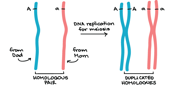 <p>allele</p>