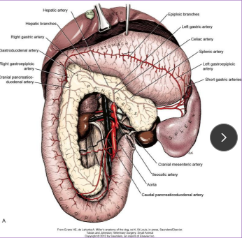 <p><span>Pancreas surgical considerations</span></p>