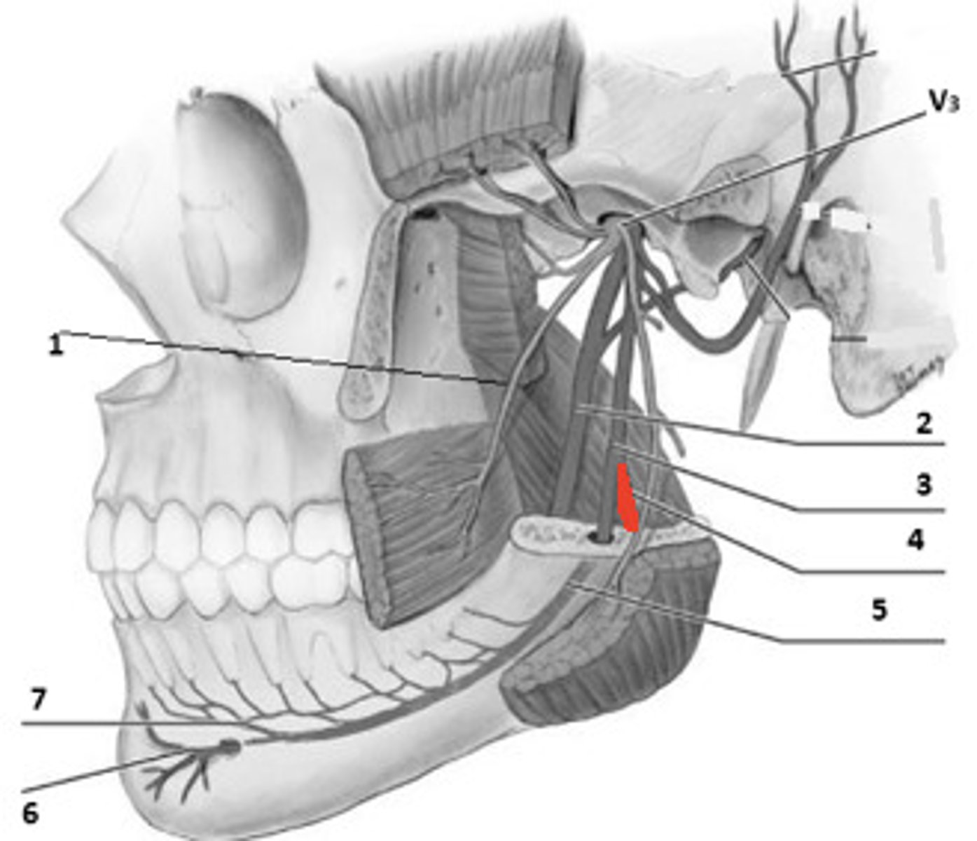 <p>branch of inferior alveolar nerve</p>
