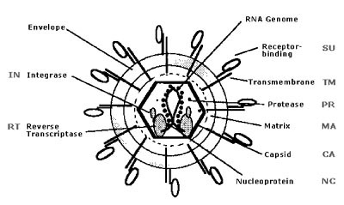 <p>(D) Reverse Transcriptase, Integrase, Protease</p><p>A Retrovirus contains Reverse Transcriptase, Integrase, and Protease</p>