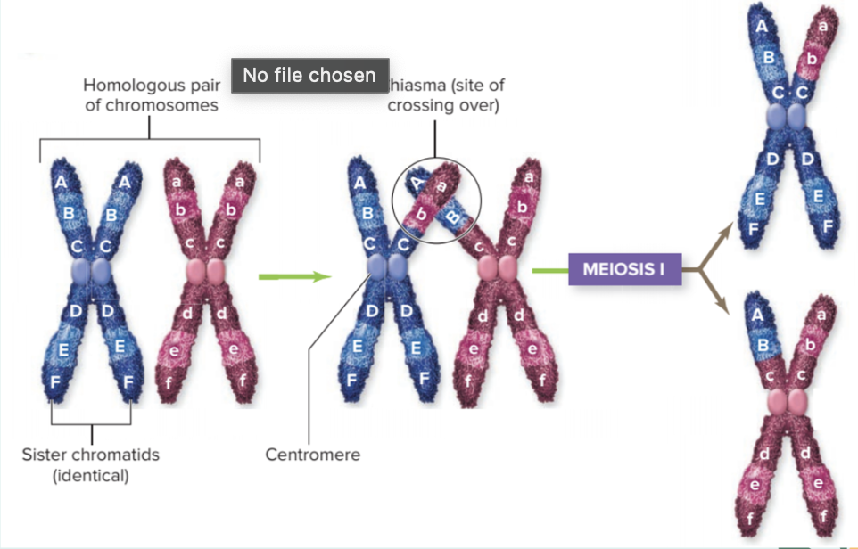 <p>Genetic Recombination</p>