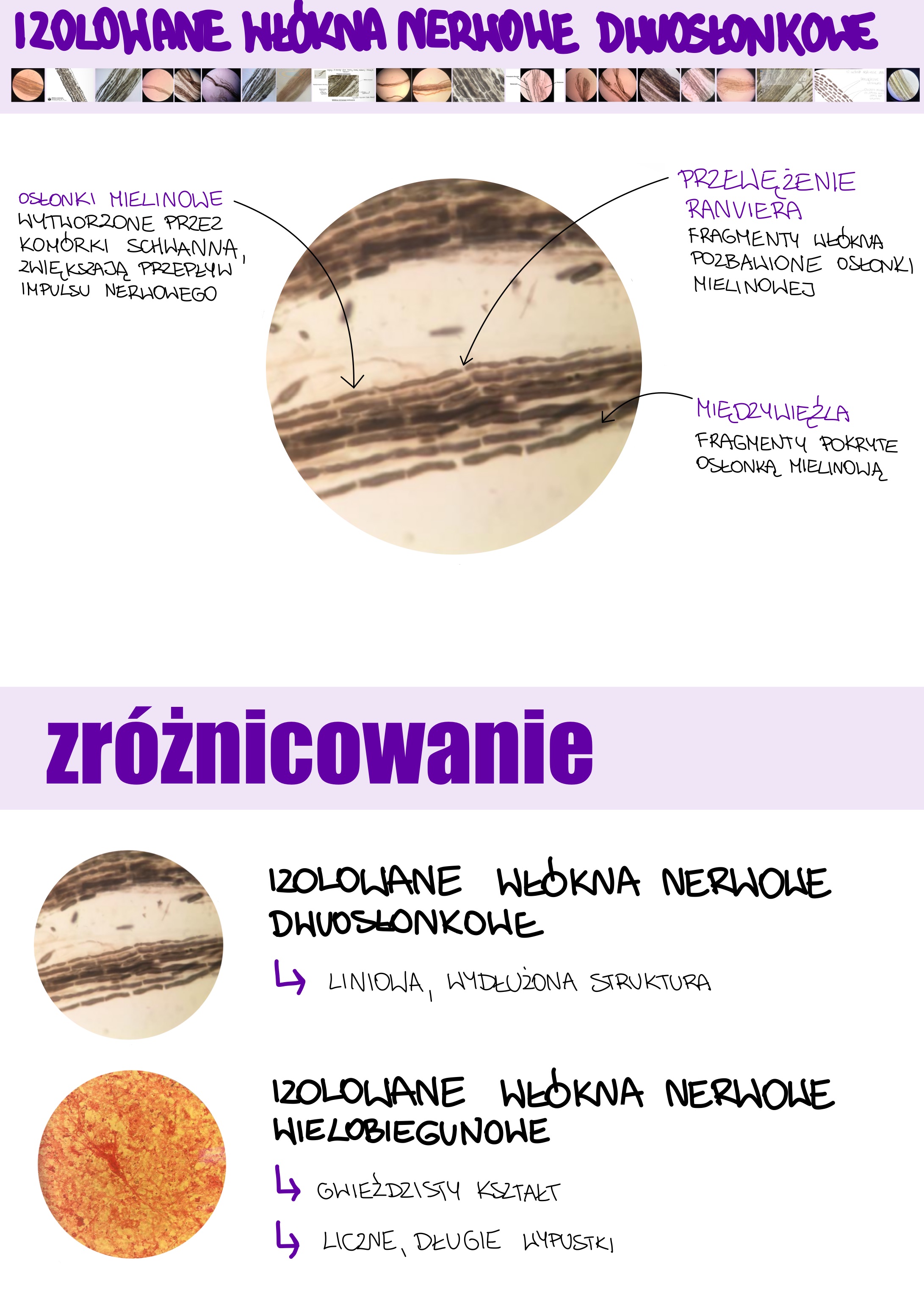 <p>Izolowane włókna nerwowe dwuosłonkowe</p>