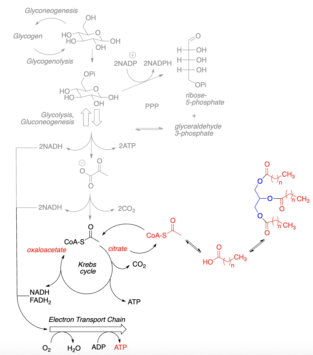 <ul><li><p>Like carbohydrates, fatty acids are oxidatively cleaved to _______</p></li></ul><ul><li><p>Acetyl-CoA feeds into _______ (Citric Acid Cycle & ETC)</p></li><li><p>TCA intermediates (e.g., _______) serve as precursors to the _______ of other molecules, including fatty acids</p></li></ul><p></p>