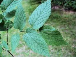 <p><strong>strongly unequal leaf base</strong></p><p><strong>rough, warty bark</strong><span style="font-family: Google Sans, Roboto, arial, sans-serif; color: rgb(32, 33, 36)">. The leaves are alternate, simple, 2-5 inches long</span></p><p><span style="font-family: Google Sans, Roboto, arial, sans-serif; color: rgb(32, 33, 36)">strongly unequal bases and a sharply tapering tip</span></p>