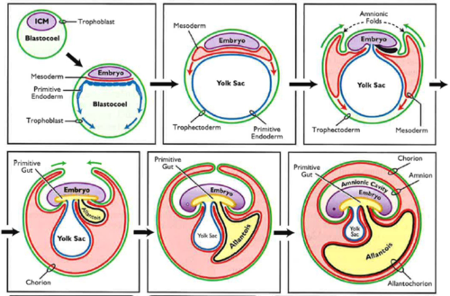 <p>- fusion of allantois and chorion</p><p>- fetal contribution to the placenta</p>
