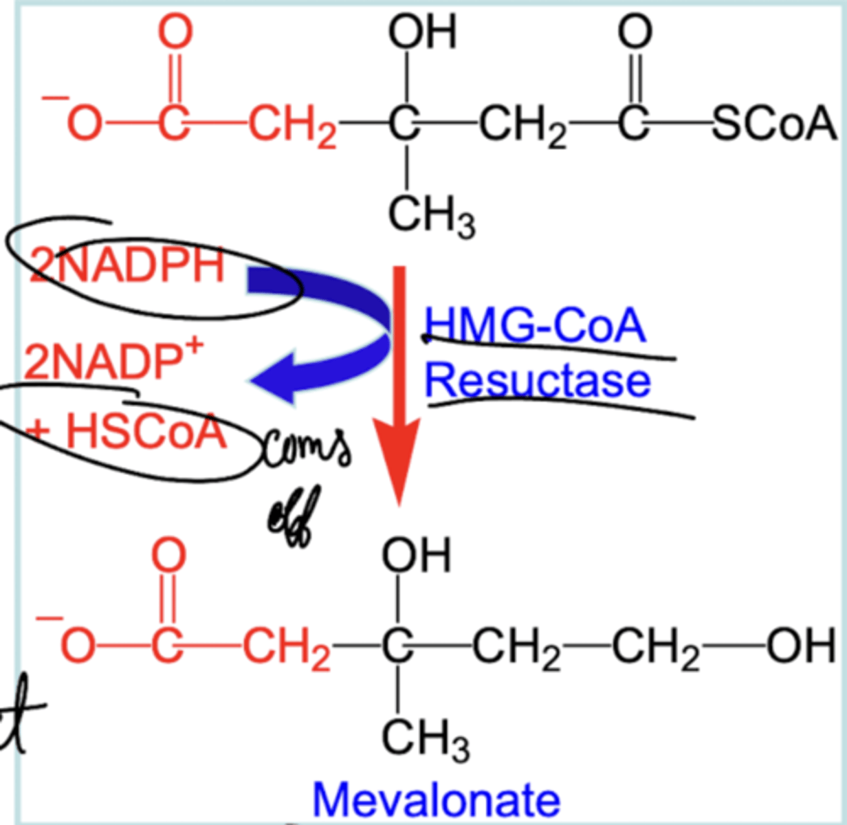 <p>HMG-CoA is converted to mevalonate by HMG-CoA reductase.</p><p>Carboxyl group of HMG-CoA that is in ester linkage to the thiol of CoA is reduced to an aldehyde and then to alcohol.</p><p>NADPH serves as reductant (large biosynthesis, uses NADPH).</p>