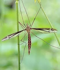<ol><li><p>Long slender legs</p></li><li><p>“V”-shaped suture transects dorsal side of thorax</p></li><li><p>Conspicuous halteres</p></li></ol><p></p>