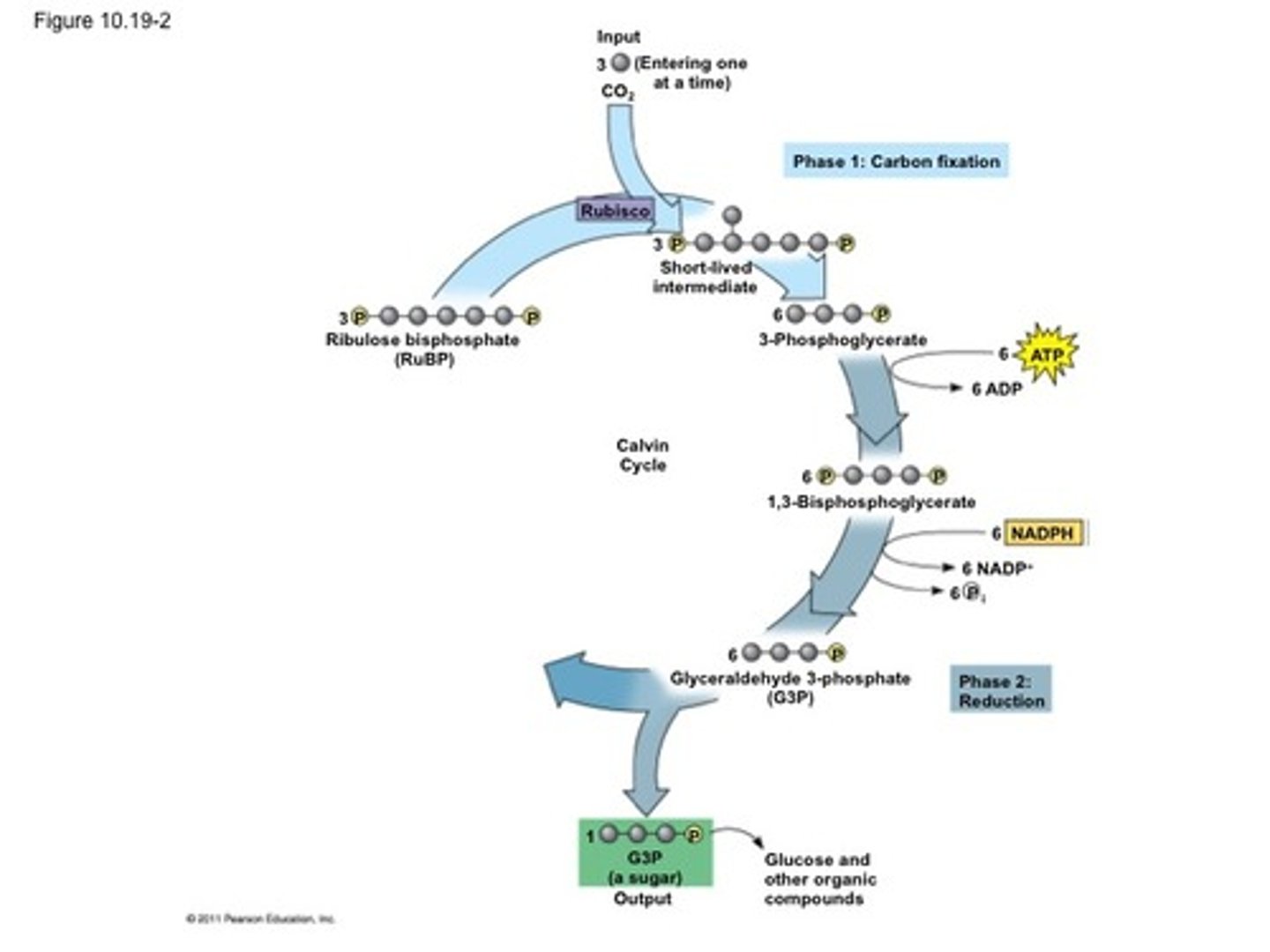 <p>uses ATP and NADPH from the light reactions to power the phase</p><p>makes 6 glyceraldehydes 3-phosphate but only one of those leaves the cycle.</p>