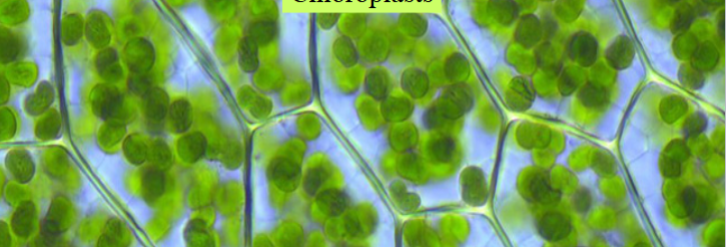 <p>chloroplasts</p>