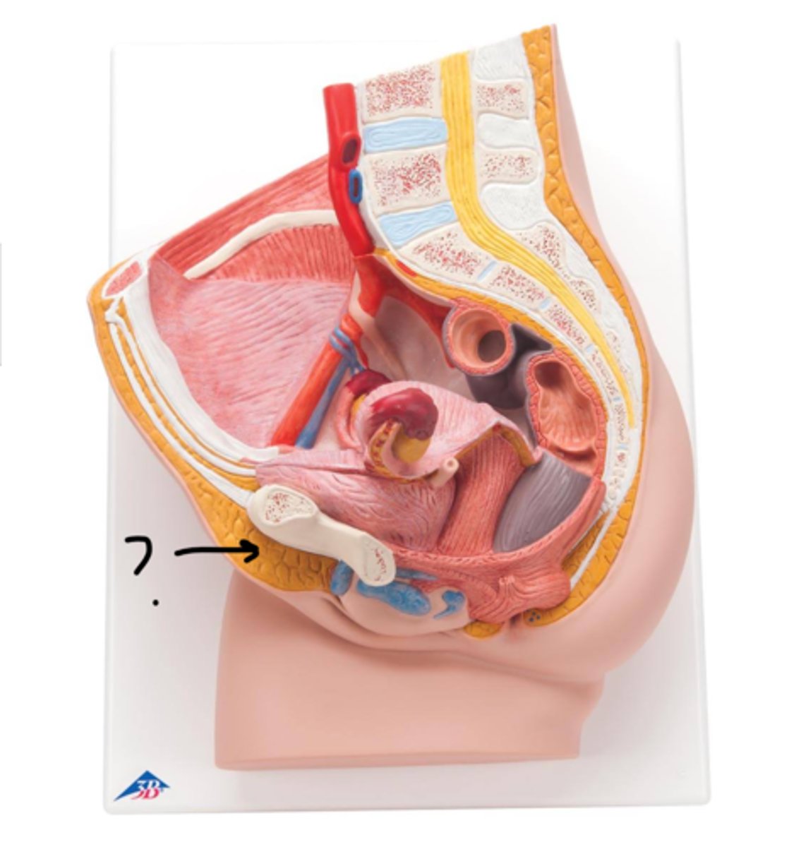 <p>name this tissue</p>