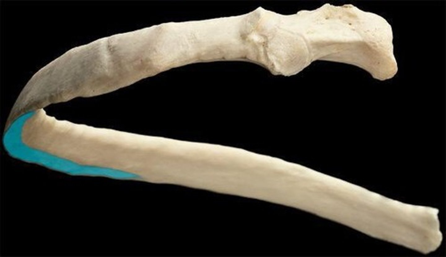 <p>Identify (inferior side of rib)</p>