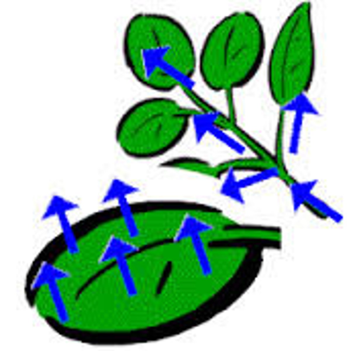 <p>The process in which water evaporates from the inside of leaves to the outside atmosphere through stomata</p>